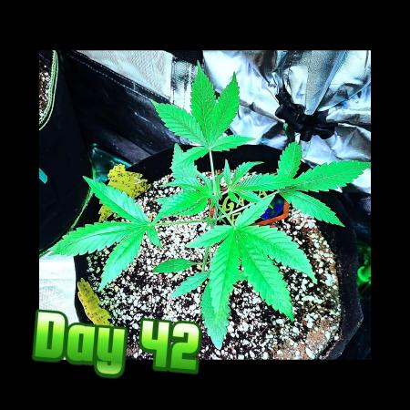 💚🌎 Gaia F1 RQS 🌏💚