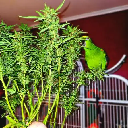 RQS Pink Mist Automatic Grow 💗
