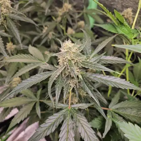RQS Orion F1 Autoflower Grow 💖 Liquid Nutrients 💖 Plant #2 💖