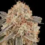 RQS Orion F1 Autoflower Grow 💚 Organic Dry Amendments 💚 Plant #1 💚