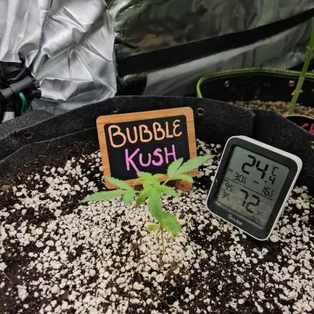 💜🧡 Bubble Kush GROW #2 🧡💜