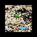 💚🌎 Gaia F1 RQS 🌏💚