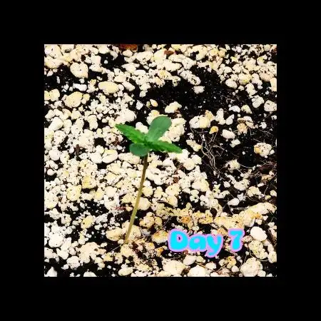 💚🌎 Gaia F1 RQS 🌏💚