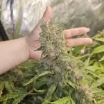 RQS HulkBerry Auto 💜💚