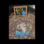 💚🌎 Gaia F1 RQS 🌏💚