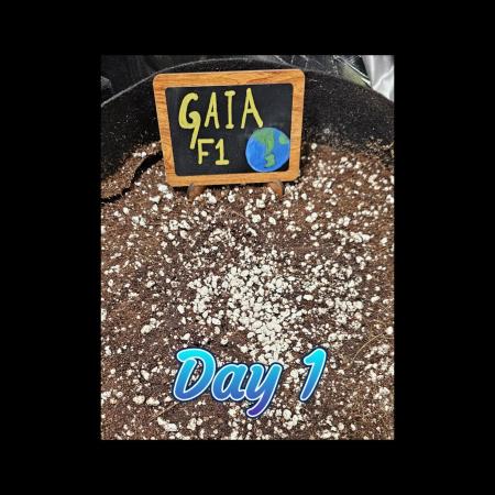 💚🌎 Gaia F1 RQS 🌏💚