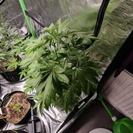 🧡Acapulco Gold Auto 🧡