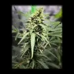 🖤🍃 Black Opium 🌱🖤