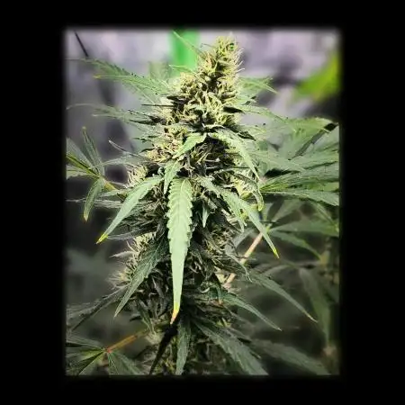 🖤🍃 Black Opium 🌱🖤