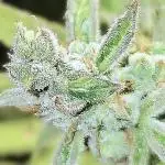 🧡Acapulco Gold Auto 🧡