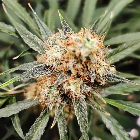 RQS Orion F1 Autoflower Grow 💖 Liquid Nutrients 💖 Plant #2 💖