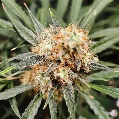 RQS Orion F1 Autoflower Grow 💖 Liquid Nutrients 💖 Plant #2 💖