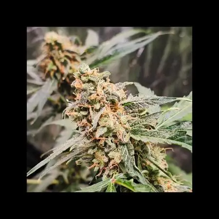 RQS Orion F1 Autoflower Grow 💖 Liquid Nutrients 💖 Plant #2 💖