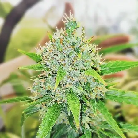 🖤🍃 Black Opium 🌱🖤