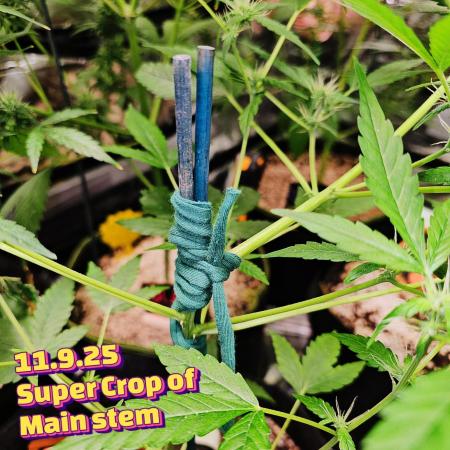 💜🧡 Bubble Kush GROW #2 🧡💜