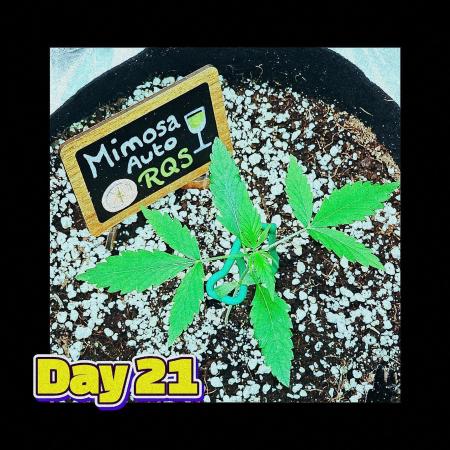 🥂 Mimosa Auto RQS 🥂