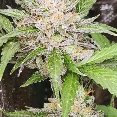 💜 Blackberry Moonrocks 💜