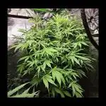 🧡Acapulco Gold Auto 🧡