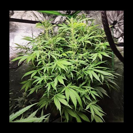 🧡Acapulco Gold Auto 🧡