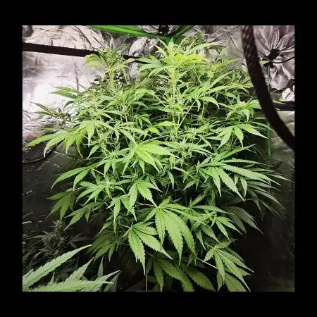 🧡Acapulco Gold Auto 🧡