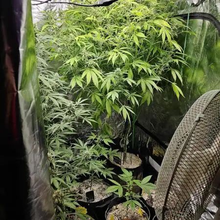 🧡Acapulco Gold Auto 🧡
