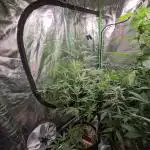 🖤🍃 Black Opium 🌱🖤