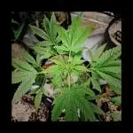 💜🧡 Bubble Kush GROW #2 🧡💜