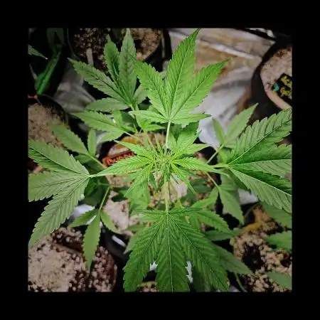 💜🧡 Bubble Kush GROW #2 🧡💜