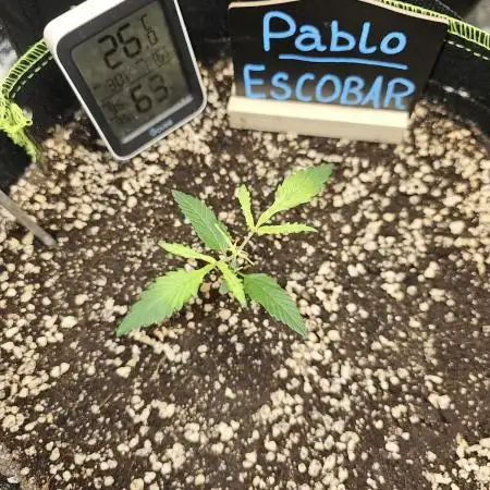 🦋 Pablo Escobar 🦋