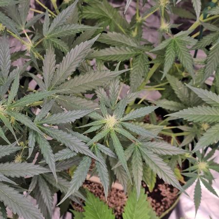 RQS Orion F1 Autoflower Grow 💚 Organic Dry Amendments 💚 Plant #1 💚