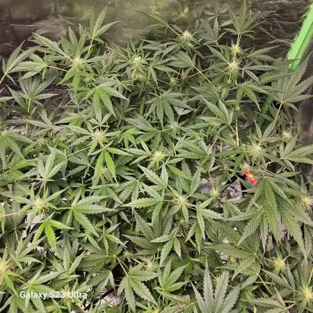 RQS Northern Lights Auto 💚🧡💜