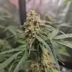 RQS Orion F1 Autoflower Grow 💖 Liquid Nutrients 💖 Plant #2 💖