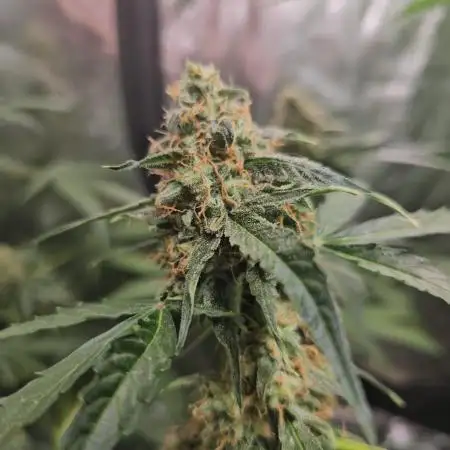 RQS Orion F1 Autoflower Grow 💖 Liquid Nutrients 💖 Plant #2 💖