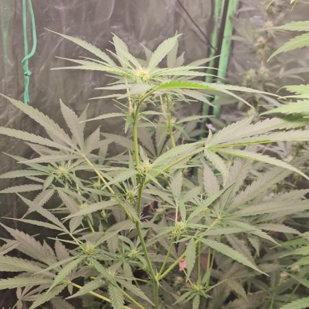 🖤🍃 Black Opium 🌱🖤
