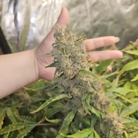 RQS HulkBerry Auto 💜💚