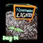 💫 Northern Lights 💫 Divine Seeds