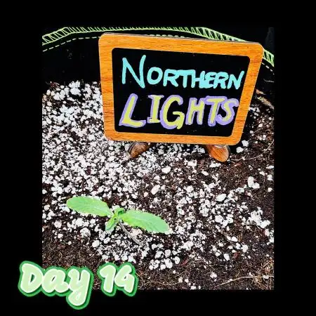 💫 Northern Lights 💫 Divine Seeds