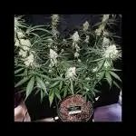 RQS Orion F1 Autoflower Grow 💚 Organic Dry Amendments 💚 Plant #1 💚