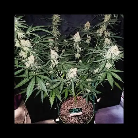RQS Orion F1 Autoflower Grow 💚 Organic Dry Amendments 💚 Plant #1 💚