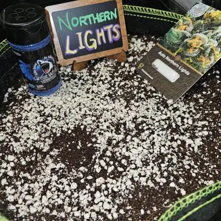 💫 Northern Lights 💫 Divine Seeds