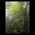🧡Acapulco Gold Auto 🧡