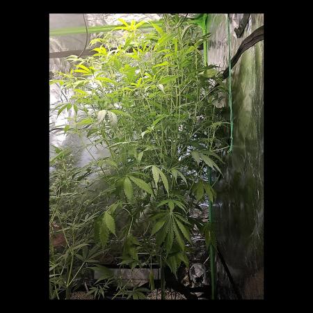 🧡Acapulco Gold Auto 🧡