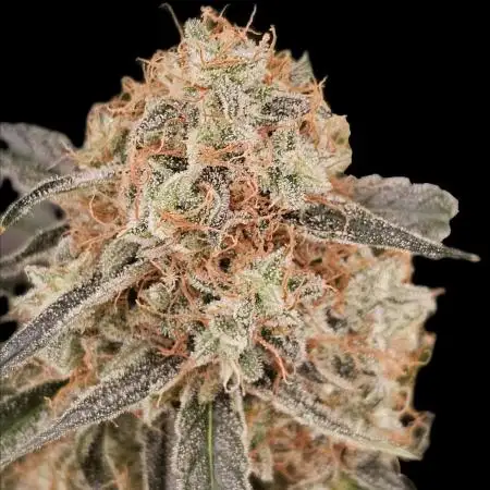 RQS Orion F1 Autoflower Grow 💚 Organic Dry Amendments 💚 Plant #1 💚