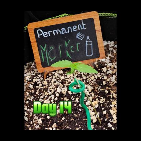 👽 Permanent Marker Auto 💀