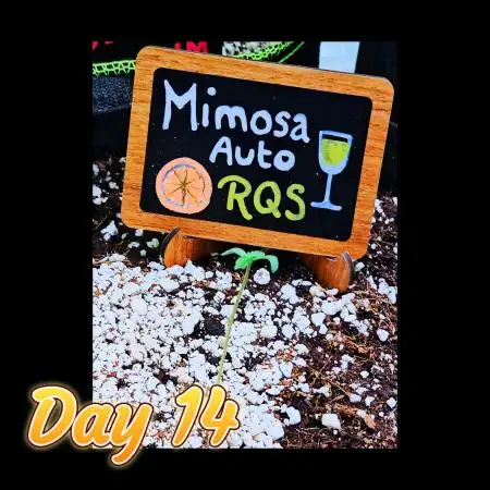 🥂 Mimosa Auto RQS 🥂