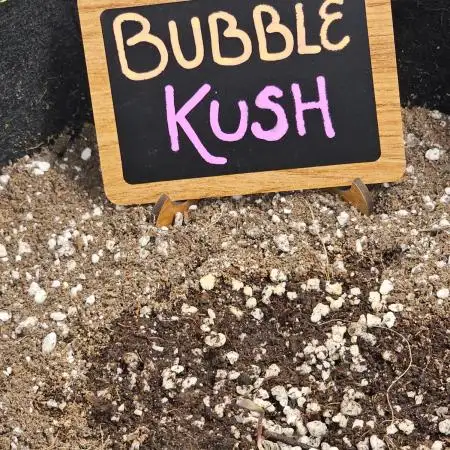 💜🧡 Bubble Kush GROW #2 🧡💜