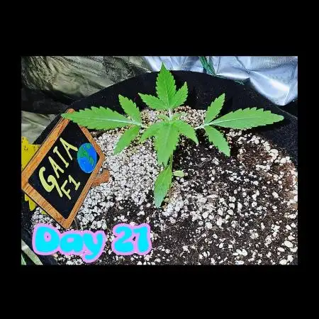 💚🌎 Gaia F1 RQS 🌏💚