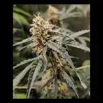 RQS Orion F1 Autoflower Grow 💖 Liquid Nutrients 💖 Plant #2 💖