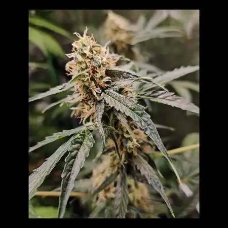 RQS Orion F1 Autoflower Grow 💖 Liquid Nutrients 💖 Plant #2 💖