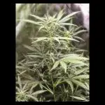 🖤🍃 Black Opium 🌱🖤